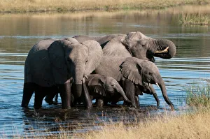 Images Dated 1st June 2009: Elephant (Loxodonta africana), Savute Channel, Linyanti, Botswana, Africa