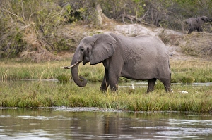 Images Dated 31st May 2009: Elephant (Loxodonta africana), Savute Channel, Linyanti, Botswana, Africa