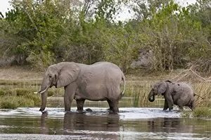 Images Dated 31st May 2009: Elephant (Loxodonta africana), Savute Channel, Linyanti, Botswana, Africa