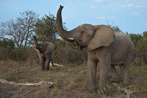 Images Dated 31st May 2009: Elephant (Loxodonta africana), Savute Channel, Linyanti, Botswana, Africa