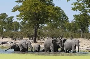 Images Dated 1st June 2009: Elephant (Loxodonta africana), Savute Channel, Linyanti, Botswana, Africa