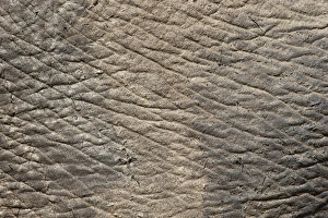 Animal Skin Prints: Elephant (Loxodonta africana) skin, Addo Elephant National Park, South Africa, Africa