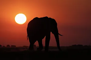 Environmental Protection Prints: Elephant (Loxodonta africana) at sunset, Chobe National Park, Botswana, Africa