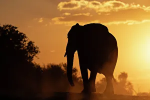 Dust Prints: Elephant (Loxodonta africana) at sunset, Chobe National Park, Botswana, Africa