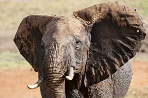 Looking Away Gallery: Elephant (Loxodonta africana), Taita Hills Wildlife Sanctuary, Kenya, East Africa, Africa