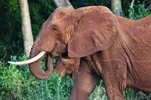 Foreground Focus Gallery: Elephant (Loxodonta africana), Tsavo East National Park, Kenya, East Africa, Africa