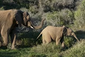 Images Dated 20th April 2010: Elephant (Loxodonta africana) and young, Kariega Game Reserve, South Africa, Africa