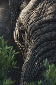 Elephant (Loxodonta africana), Zimanga private game reserve, KwaZulu-Natal, South Africa