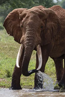 Tsavo Prints: Elephant, Lualenyi, Tsavo Conservation Area, Kenya, East Africa, Africa