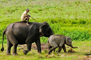 Assam Prints: Elephant and mahout, Kaziranga, Assam, India, Asia