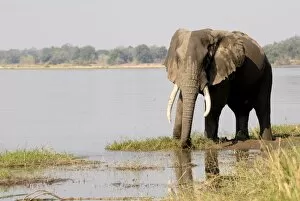 Images Dated 23rd August 2010: Elephant, Manapools National Park, UNESCO World Heritage Site, Zimbabwe, Africa