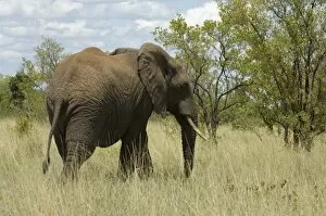 Elephant, Meru National Park, Kenya, East Africa, Africa
