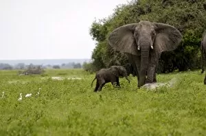 Elephant and newly born calf, Chobe National Park, Botswana, Africa