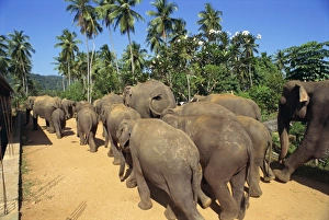 Elephant Orphanage