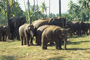Elephant Orphanage
