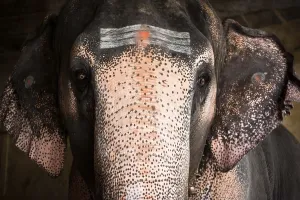 elephant painted religious symbols blessings pilgrims hindu temple