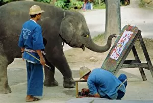 Images Dated 28th August 2008: Elephant painting with his trunk