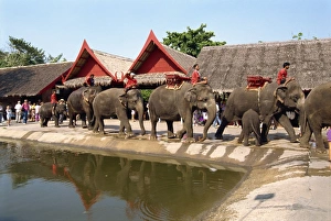 Rose Garden Prints: Elephant parade