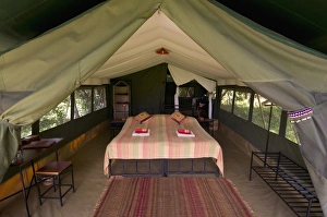 Elephant Pepper Camp, Masai Mara National Reserve, Kenya, East Africa, Africa Elephant Pepper Camp, Masai Mara National Reserve, Kenya, East Africa, Africa