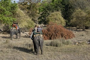 Photographing Prints: Elephant ride and Indian tiger