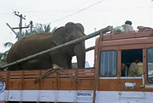 Animal Welfare Prints: Elephant riding in back of truck