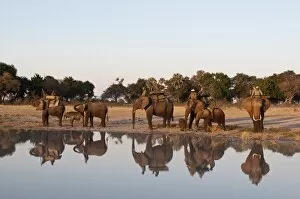 Images Dated 2nd June 2009: Elephant back safari, Abu Camp, Okavango Delta, Botswana, Africa
