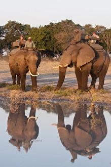 Images Dated 2nd June 2009: Elephant back safari, Abu Camp, Okavango Delta, Botswana, Africa