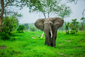 Mizumi Safari Park Prints: Elephant on safari, Mizumi Safari Park, Tanzania, East Africa, Africa