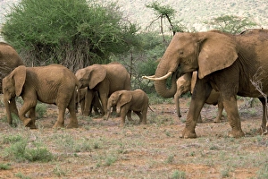 Samburu Prints: Elephant, Samburu National Reserve