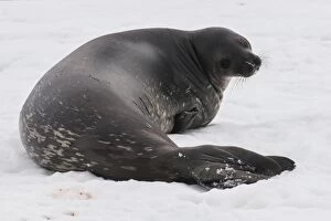 Images Dated 7th December 2011: Elephant seal, Mirounga leonina, on Mikkelson Island, Antarctica, Polar Regions