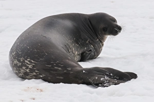 Dayime Prints: Elephant seal, Mirounga leonina, on Mikkelson Island, Antarctica, Polar Regions