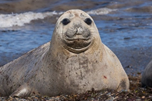 Punta Ninfas Prints: Elephant seal on Punta Ninfas, Chubut, Argentina, South America