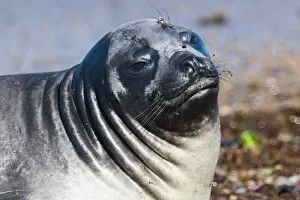 Images Dated 20th December 2011: Elephant seal on Punta Ninfas, Chubut, Argentina, South America
