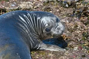 Images Dated 20th December 2011: Elephant seal on Punta Ninfas, Chubut, Argentina, South America