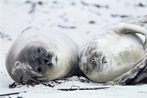 Trust Prints: Elephant seals on a beach, Saunders Island, Falkland Islands, South Atlantic