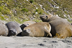 Elephant Seals Prints: Elephant seals, Moltke Harbour, Royal Bay, South Georgia, South Atlantic
