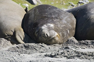 Elephant seals, Moltke Harbour, Royal Bay, South Georgia, South Atlantic