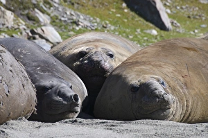 Elephant seals, Moltke Harbour, Royal Bay, South Georgia, South Atlantic