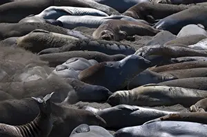 Elephant Seals Prints: Elephant seals moulting, Piedras Blancas (White Rocks), Highway 1, California