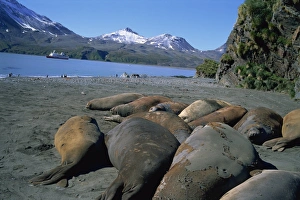 Elephant seals with tourist ship in distance, Fortuna Bay, South Georgia, Polar Regions