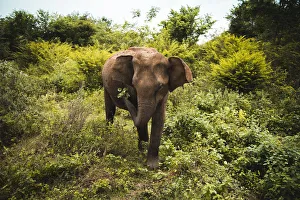 Endangered Species Gallery: An elephant shakes leaves free of dirt, Udawalawe National Park, Sri Lanka, Asia