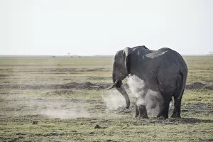 Dust Gallery: Elephant spraying dust on itself in Amboseli National Park, Kenya, East Africa, Africa
