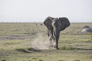 Dust Gallery: Elephant stirring up dust in Amboseli National Park, Kenya, East Africa, Africa