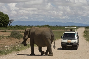 Images Dated 11th April 2008: Elephant and tourist bus, Amboseli National Park, Kenya, East Africa, Africa