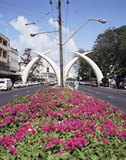 Elephant tusks