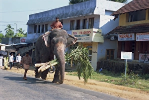 Elephant walking down the road