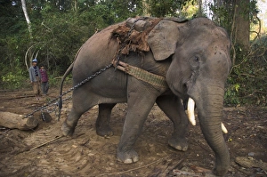 Elephant at work towing two teak logs in forest, near Lebin, Shan State