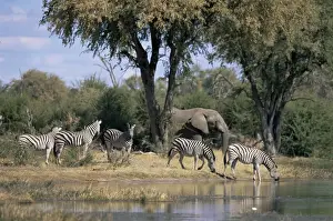 Khwai Prints: Elephant and zebras at the Khwai river, Moremi Wildlife Reserve, Botswana, Africa