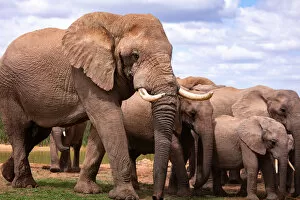 Addo Elephant National Park Gallery: Elephants at Addo Elephant Park, South Africa, Africa