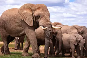 Animal Family Prints: Elephants at Addo Elephant Park, South Africa, Africa